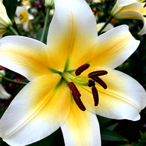 Lilien/Winterharte mehrjährige Lilie&Tiger lilie-ausgewählte,Orientalische LilieLilienmischung,selten,frischer Duft-2Rhizome-F