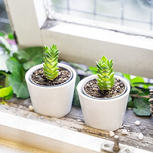 Raro: 2 piante grasse del tempio del Buddha di Crassula in vaso di ceramica da 7 cm per ufficio o fengshui