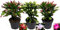 POWERS TO FLOWERS - SCHLUMBERGERA TRIS, Natalina, Pasqualina, Rhipsalis, SET 3 PEZZI in vaso 10cm diametro, piante vere