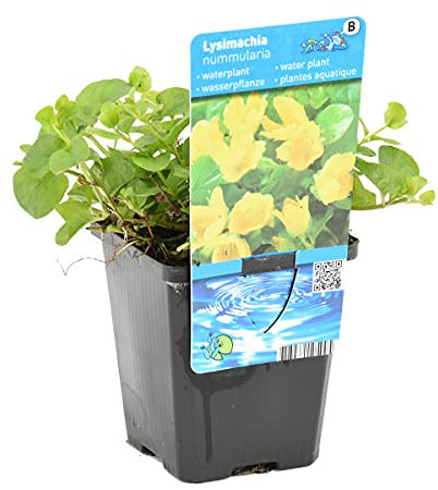 Bloomique - Lysimachia Nummularia - Münzkraut - Pfennigkraut - Teichpflanzen Winterhart - Wasserpflanzen - Zone 1-2 - Höhe 10-20 cm - Topf 9 cm
