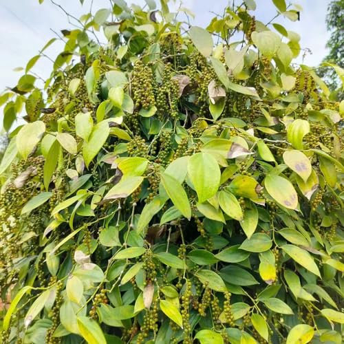 100 pcs pfeffer samen winterhart, samen zimmerpflanzen, hochbeet samen pfefferbaum, Piper nigrum, indoor kräutergarten, zimmerpflanzen samen garten geschenke für frauen, samen geschenk