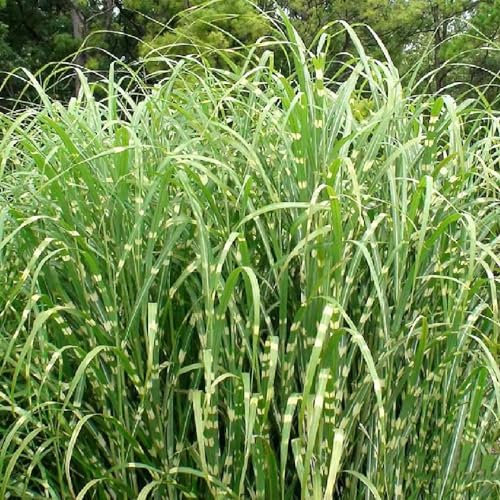 400 Pcs Zebragras Winterhart Mehrjährig Samen - Ziergräser - Geschenke Für Gärtner, Gartendeko Für Draußen Ziergras Zebragras Pflanze Samen, Schnellwachsende Sträucher Als Sichtschutz