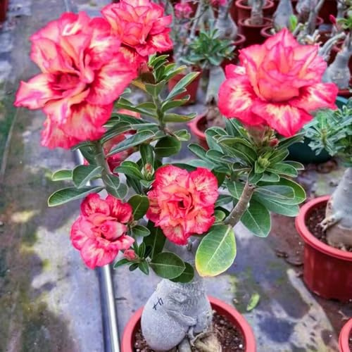 Compra rosa del desierto tubérculo Resistente - Cebollas Perennes rosa del desierto, Variante resistente para plantar-1Tubérculos-E