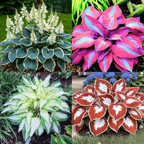 (HGJKYTFCDG) - Hosta résistant au froid - Véritable dahlias avec rhizomes, idéal pour acheter pour votre jardin - 15 pièces - I