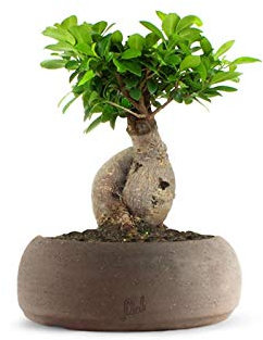 Ficus Ginseng Bonsai Altezza 45 cm, Pianta Vera, Pianta da Interno, Vaso artigianale di Terracotta - Marrone