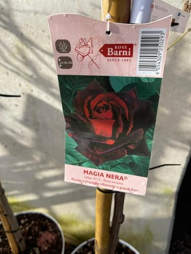PIANTA DI ROSA ALBERELLO BARNI VASO BIANCO COLORI MIX (MPN:Magia Nera;)