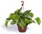 Cool Green - Plantas Naturales - Poto