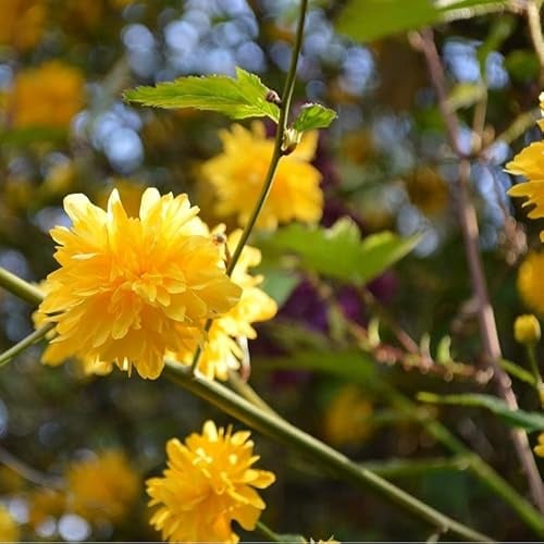 3 x Kerria Japonica 'Pleniflora' - Gefüllter Ranunkelstrauch 'Pleniflora' 50-60 cm im Container