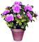 Ponak Neue 100 PC Rhododendron Azaleen-Blumen-Samen für die Gartenarbeit pink 1