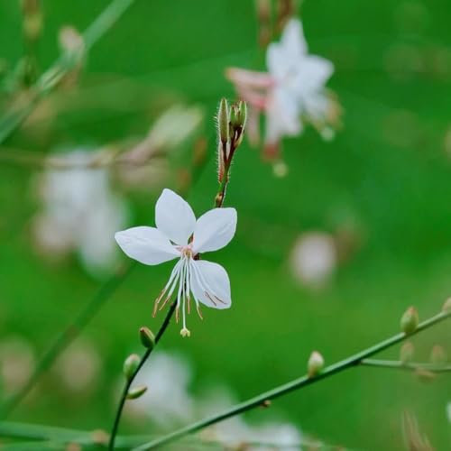500 piezas magníficas semillas de plantas de velas, flores semillas perenne plantas en macetas (Gaura Lindheimeri) flores cortadas plantas exóticas plantar flores semillas de flores