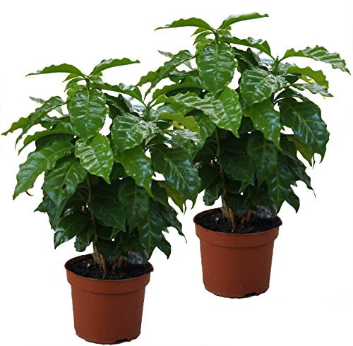 Echter Kaffee Pflanze, (Coffea arabica), Zimmer und Kübelpflanze, (2 Pflanzen)
