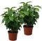 Echter Kaffee Pflanze, (Coffea arabica), Zimmer und Kübelpflanze, (2 Pflanzen)