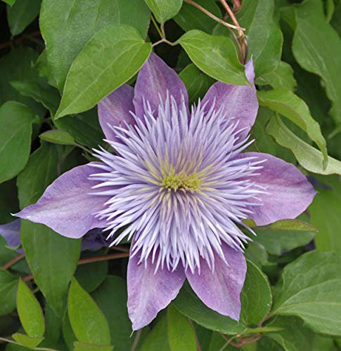 Evison Waldrebe Crystal Fountain® 60-80cm - Clematis - lebende Gartenpflanze aus den Baumschulen