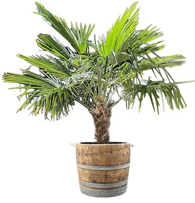 Temesso große Palme ca. 160 cm (Hanfpalme Trachycarpus fortunei) fertig gepflanzt in Weinfass, Holzfass aus Eichenholz natur (mittleres Fass)