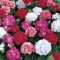 80 Stück frische, gemischte Geranien-Blumensamen