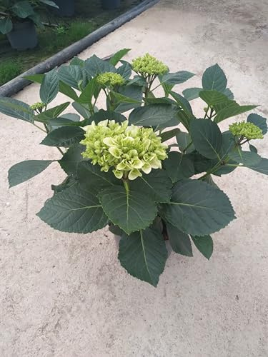 Hortensia Planta Natural - Planta Viva- Maceta de 4 litros