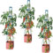 Self Watering 4 Tier Tomato Tower Jumbo Fruit & Vegetable Vine Plant, Support Grower, Decorative Multi Stage 1.5m Weatherproof Tower Garden Planter by Garden Grow (Tomato Tower x3)