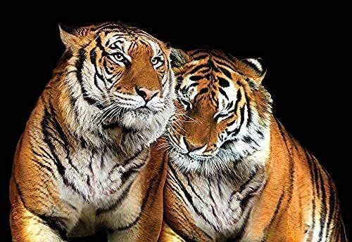 ZZXIAO Wallpaper 3D Love Tiger Mural Animals and Lifestyle Living Room Bedroom Tv Sofa Background Wall Mural 3D Wallpaper Paste Living Room The Wall for Bedroom Mural border-200cm×140cm