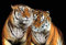 ZZXIAO Wallpaper 3D Love Tiger Mural Animals and Lifestyle Living Room Bedroom Tv Sofa Background Wall Mural 3D Wallpaper Paste Living Room The Wall for Bedroom Mural border-200cm×140cm