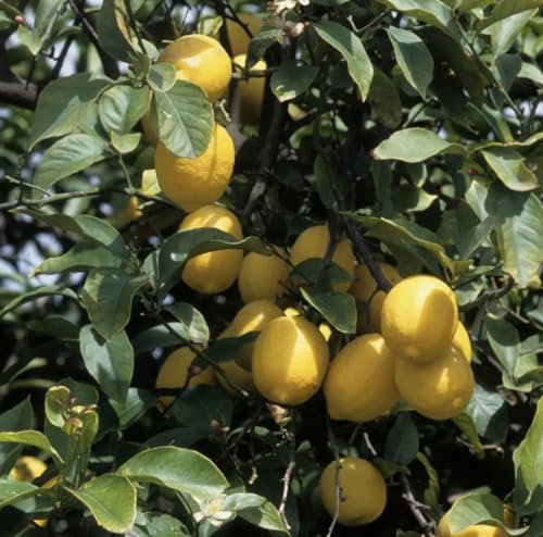 Piante di Limone (Citrus limon (L.) Osbeck) in fitocella, età 1/2 anni, altezza 130/150 cm - Piante di agrumi