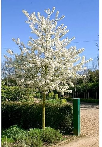 Zierapfel auf Stamm - Malus 'Evereste' (Höhe: 160-170 cm) + Dünger
