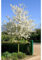 Zierapfel auf Stamm - Malus 'Evereste' (Höhe: 160-170 cm) + Dünger