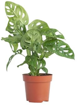 PLNTS - Monstera Adansonii - Plantes d'intérieur - Decoration chambre - Accessoires de décoration intérieure - Pot 12cm - Hauteur 30cm