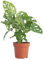 PLNTS - Monstera Adansonii - Zimmerpflanze - Echte Pflanzen für Drinnen - 12cm Topf - Höhe 30cm