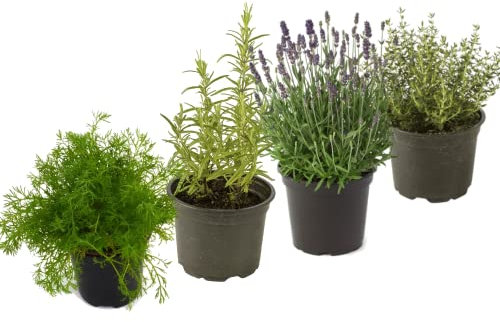 DECOALIVE Set Plantas Infusión: Manzanilla, Romero, Lavanda y Tomillo Hierbas para Infusión en Maceta