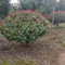 400 pcs photinia red robin pflanzen garten glanzmispel red robin samen(heckenpflanzen) deko garten bonsai topf blumen garten immergrüne sträucher winterhart liguster heckenpflanzen