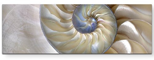 Eau Zone Wandbild auf Leinwand 120x40cm wunderschöne Nautilus-Muschel – Nahaufnahme