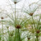 30 pcs Papyrus Samen blumenwiese, topfpflanzen echt Papyrus Pflanze Kaufen, Cyperus papyrus, wasserpflanzen teich winterhart gartengeschenke, blumen garten kräuterlinge plants winterharte