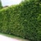 10 Thuja Brabant 60-80 cm frisch vom Feld Gartenhecke Heckenpflanzen Immergrüner Lebensbaum Wurzelware