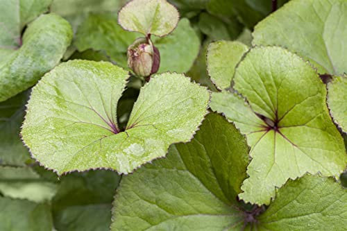 Ligularia dentata 11x11 cm Topf – Winterhart, Mehrjährig, Pflegeleicht – Zahnblatt – Staude für Beet & Halbschatten
