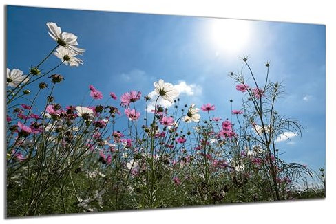 DARO Design - Wand-Bild auf 6mm HDF 70x50 cm Blumenwiese von unten - Wand-Deko Bilder Geschenk