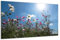 DARO Design - Wand-Bild auf 6mm HDF 70x50 cm Blumenwiese von unten - Wand-Deko Bilder Geschenk