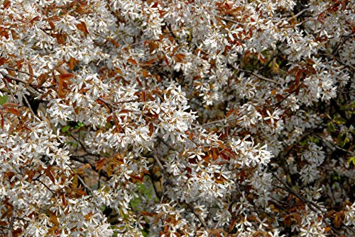 Hängende Felsenbirne Amelanchier laevis ca. 60-100cm im Topf gewachsen
