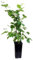 Zarzamora o Rubus Ulmifolius Natural Planta de Frutos del bosque Azules