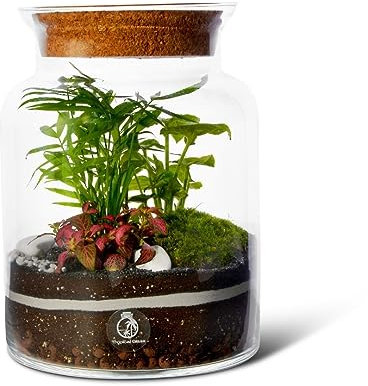 Complete DIY Terrarium Kit with 3 Live Plants & Moss (H: 25cm) Closed Glass Jar Ecosystem with Cork Lid – Indoor Gardening Gift for Adults & Beginners – Includes Substrates & Step-by-Step Instructions
