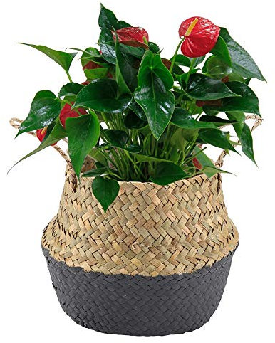 NOENNULL Panier pliable en jonc de mer avec poignées, panier de rangement tissé à la main pour plantes (noir), NOENNULLmntgd2bk6f-05