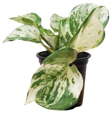 Poto Marble Natural Planta Exótica de Interior con Hojas Colgantes y Fácil Mantenimiento