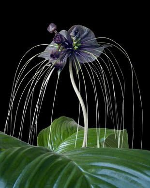 Wunderschöne Schwarze Fledermauslilie Fledermausblume Tacca chantrieri Bat Plant 10 Samen selten