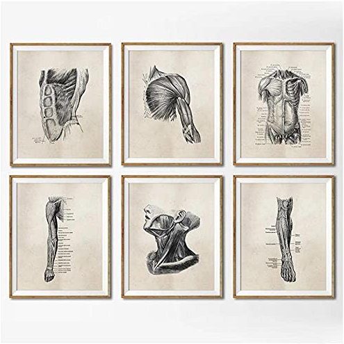 BINGJIACAI Menschliche Anatomie Vintage Poster und Drucke Physiotherapie Medizinische Leinwand Malerei Wandkunst Bild Druck Arzt Büro Dekor-30x40cmx6 Ungerahmt
