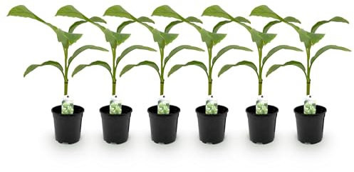 Plante fruitière - Bananier - Musa Basjoo - Rustique | 6 pièces - 30-40cm - Ø20cm - Plante de jardin