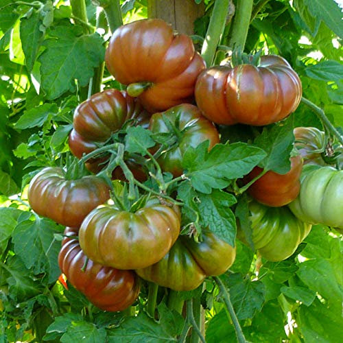 Purple Calabash Bio-Tomatensamen für ca. 10 Pflanzen - alte Sorte, außergewöhnliche Fruchtfarbe