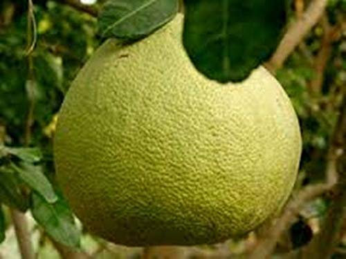 PLAT Firm Germinazione dei semi: 20 Semi, Pomelo pompelmo, Citrus Maxima, frutta Semi, Da Thailand