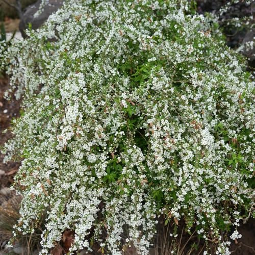 Spiraea, Spiraea salicifolia, stauden winterhart mehrjährig garten heckenpflanzen blühende sträucher winterhart 400Samen