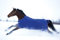 Horseware Amigo Hero 900 T/O Med 200g Turnout Decke wasserdicht Atlantic Blue/AB Ivory HW 20, Deckengröße:115 cm / 5`6