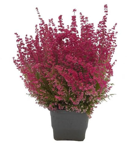 Calluna La Planta Natural que es un Símbolo de Esperanza y Amor