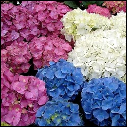 Hydrangea pflanzen zwiebeln,Winterhart mehrjährig,kletterrosen winterhart duftend,Pflanzen in Top Qualität,duftende rosen winterhart,rosen pflanzen winterhart,lila rose pflanze.-1zwiebeln-J